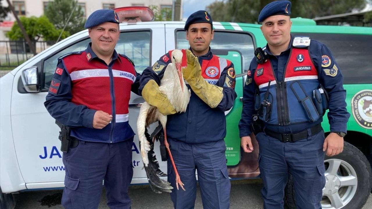 Aydın'da Yaralı Leylek Tedavi Ediliyor