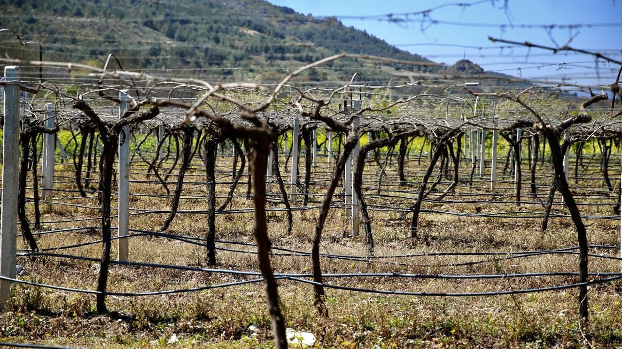 Bayraktar'dan Zirai Don Açıklamaları: Çiftçilerin Talepleri Önemli