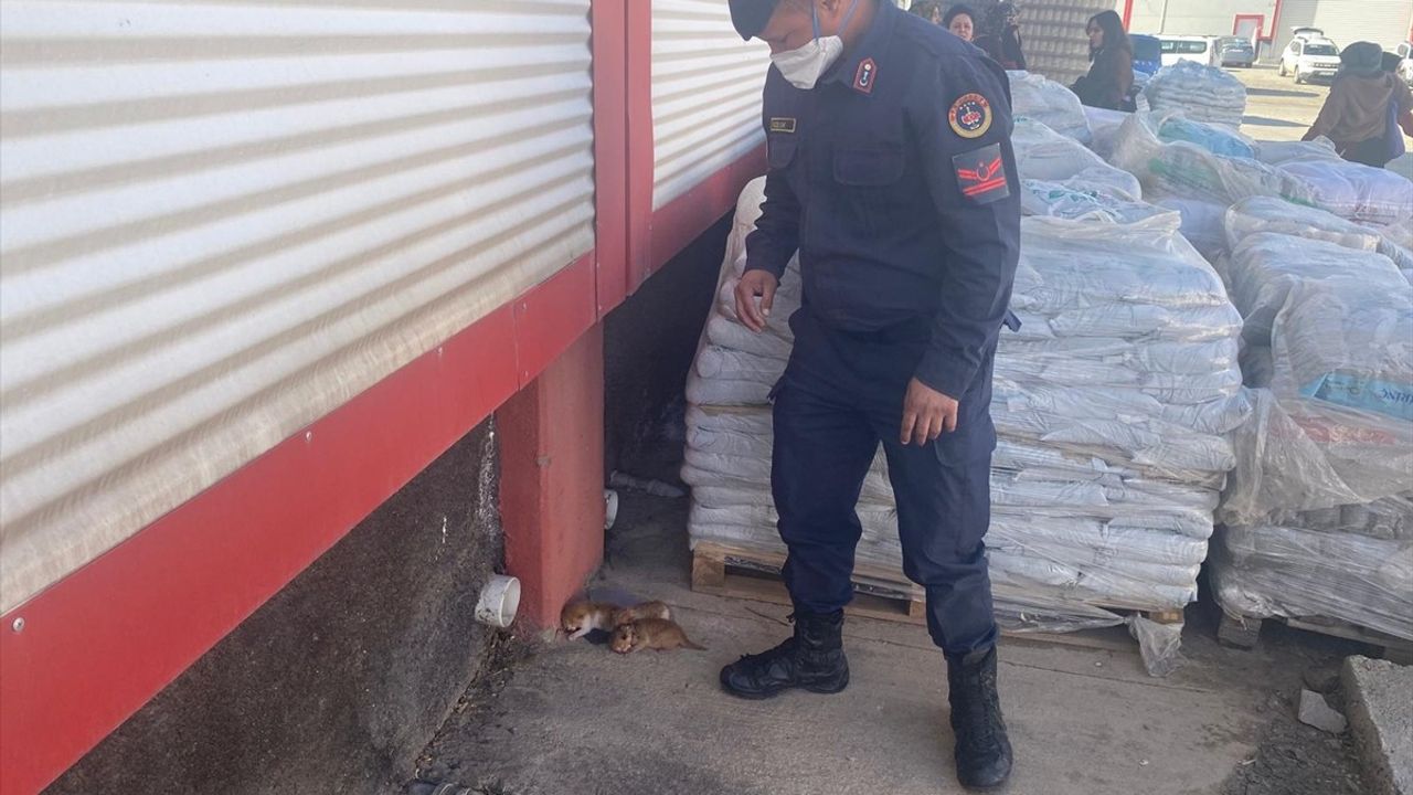 Diyarbakır'da Depo Yangını: 3 Kedi Yavrusu Kurtarıldı
