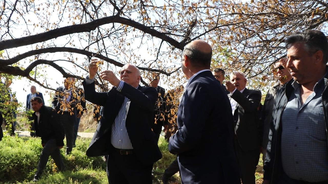 Elazığ'daki Zirai Dondan Sonra Üreticilerin Zor Günleri