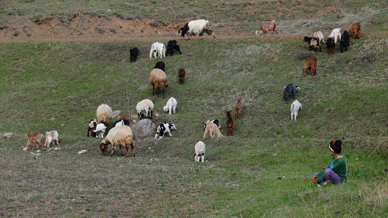 Hakkari'de İlkbaharın Müjdecisi Kuzu ve Oğlaklar Meralarda