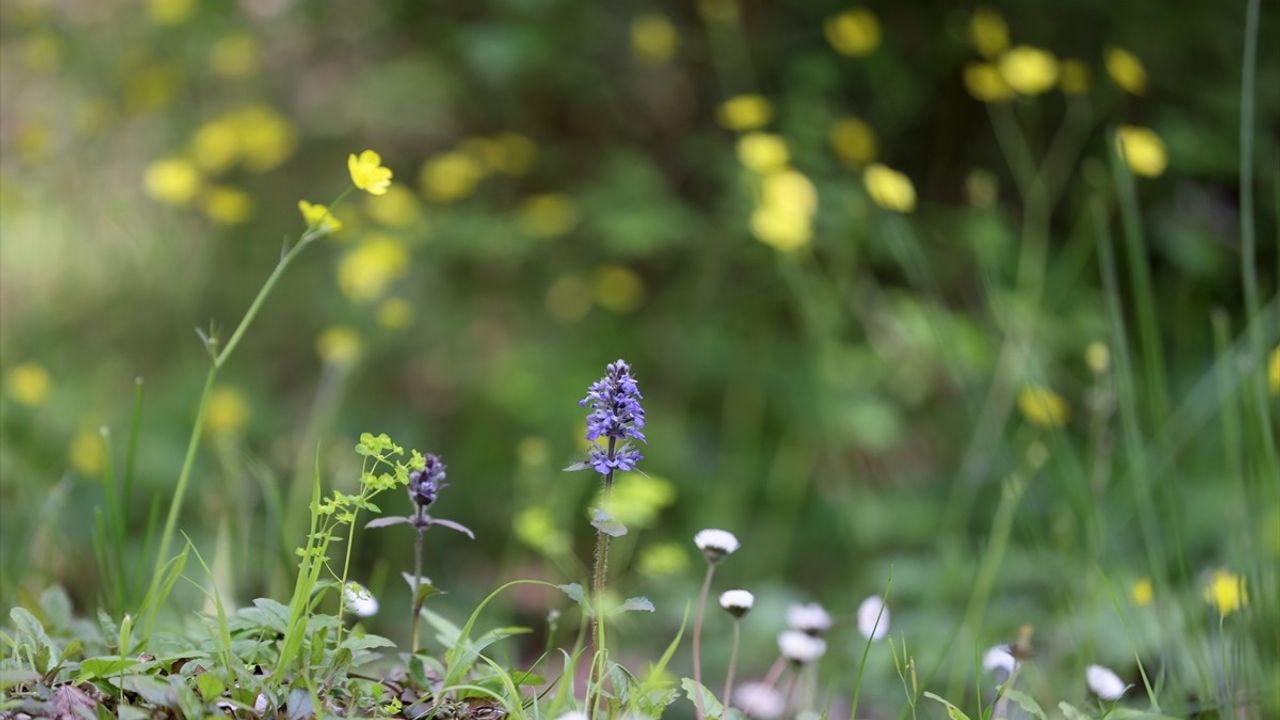 Longoz Ormanları İlkbaharla Canlanıyor
