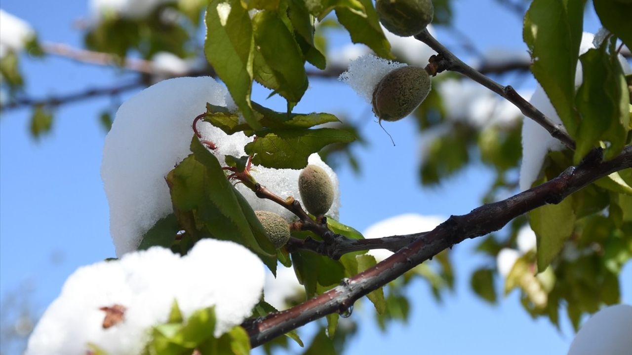 Malatya'da Kayısı Ağaçları Zirai Donun Etkisiyle Zarar Gördü
