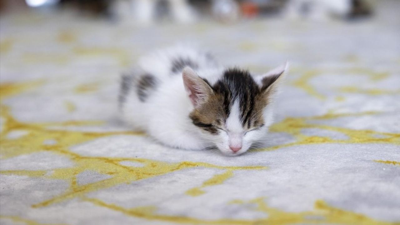Mersin'deki Camide Doğan Kediler Büyüyor