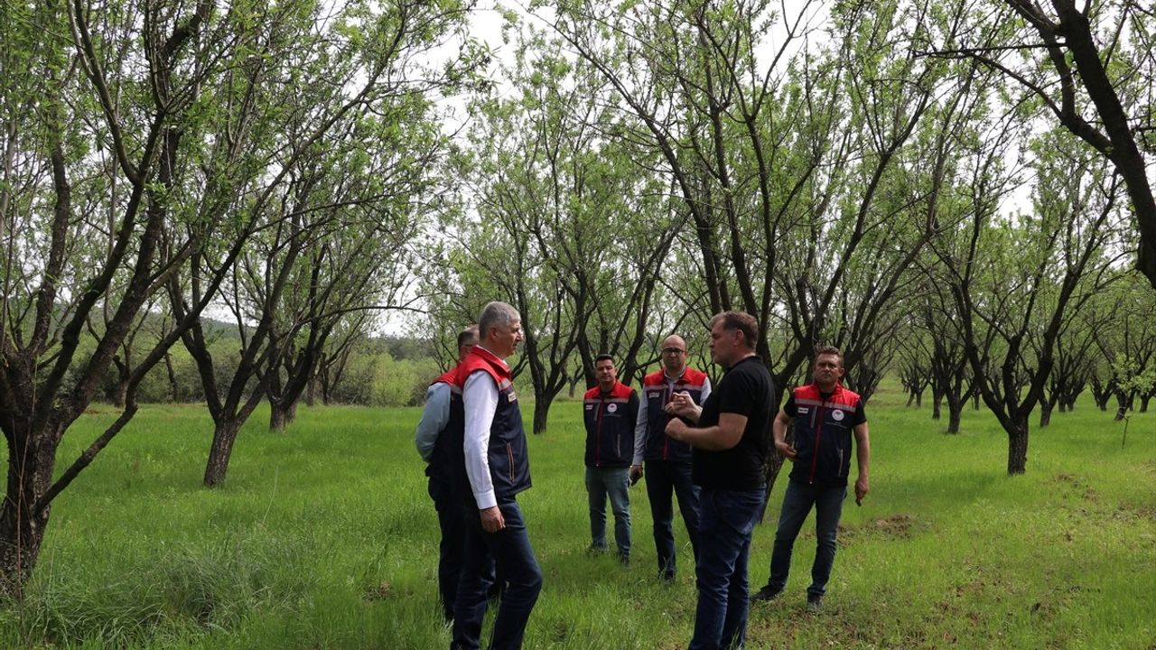 Trakya'da Zirai Don Zararı: Hasar Tespit Çalışmaları Devam Ediyor