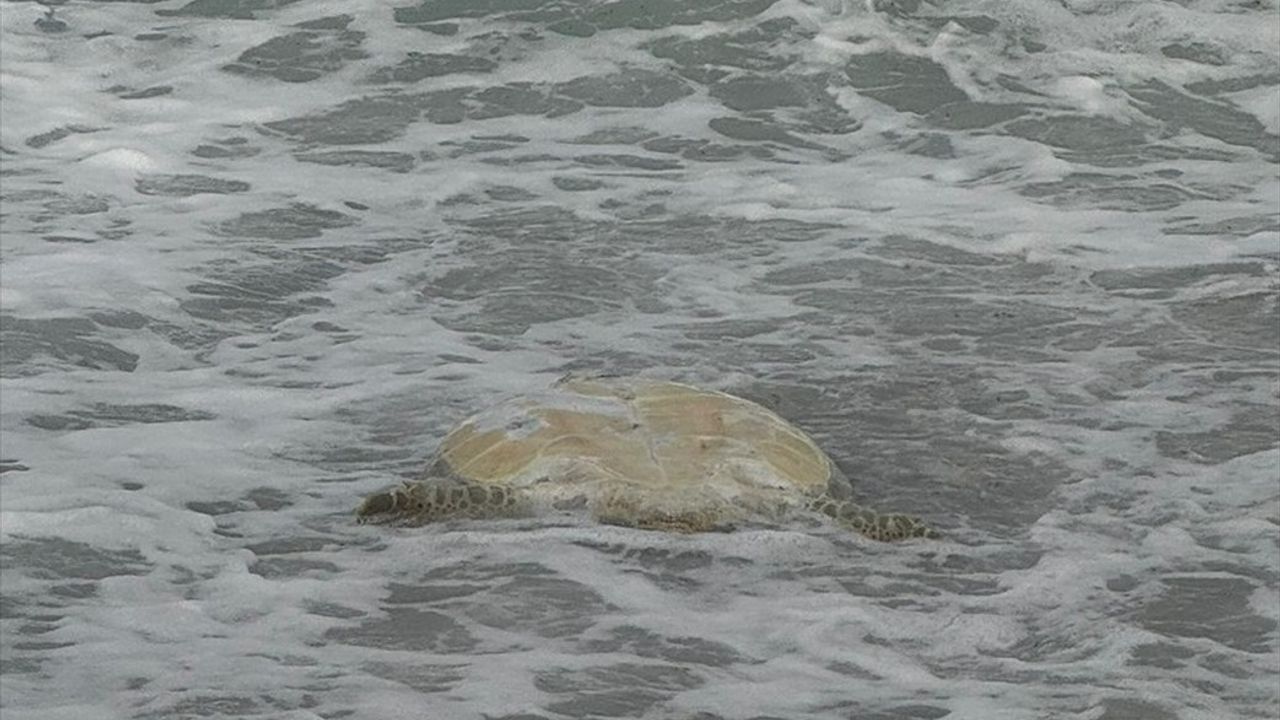 Datça'da Ölü Caretta Caretta Bulundu