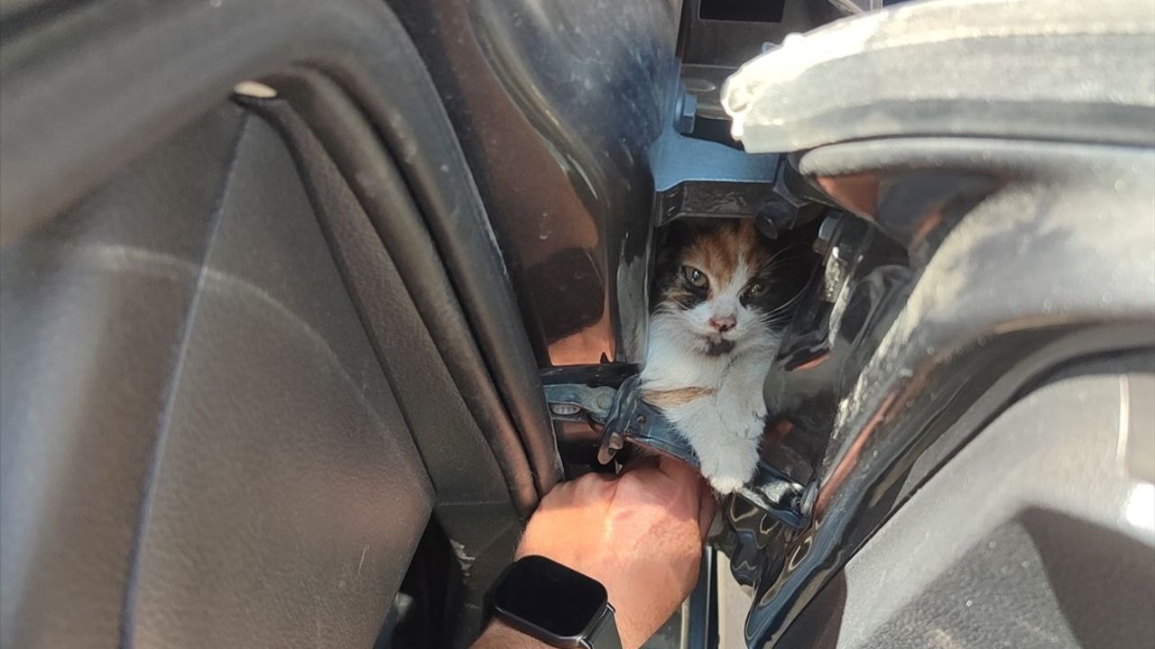 Hatay'da Otomobilin Kapısına Sıkışan Kedi Yavrusu Kurtarıldı