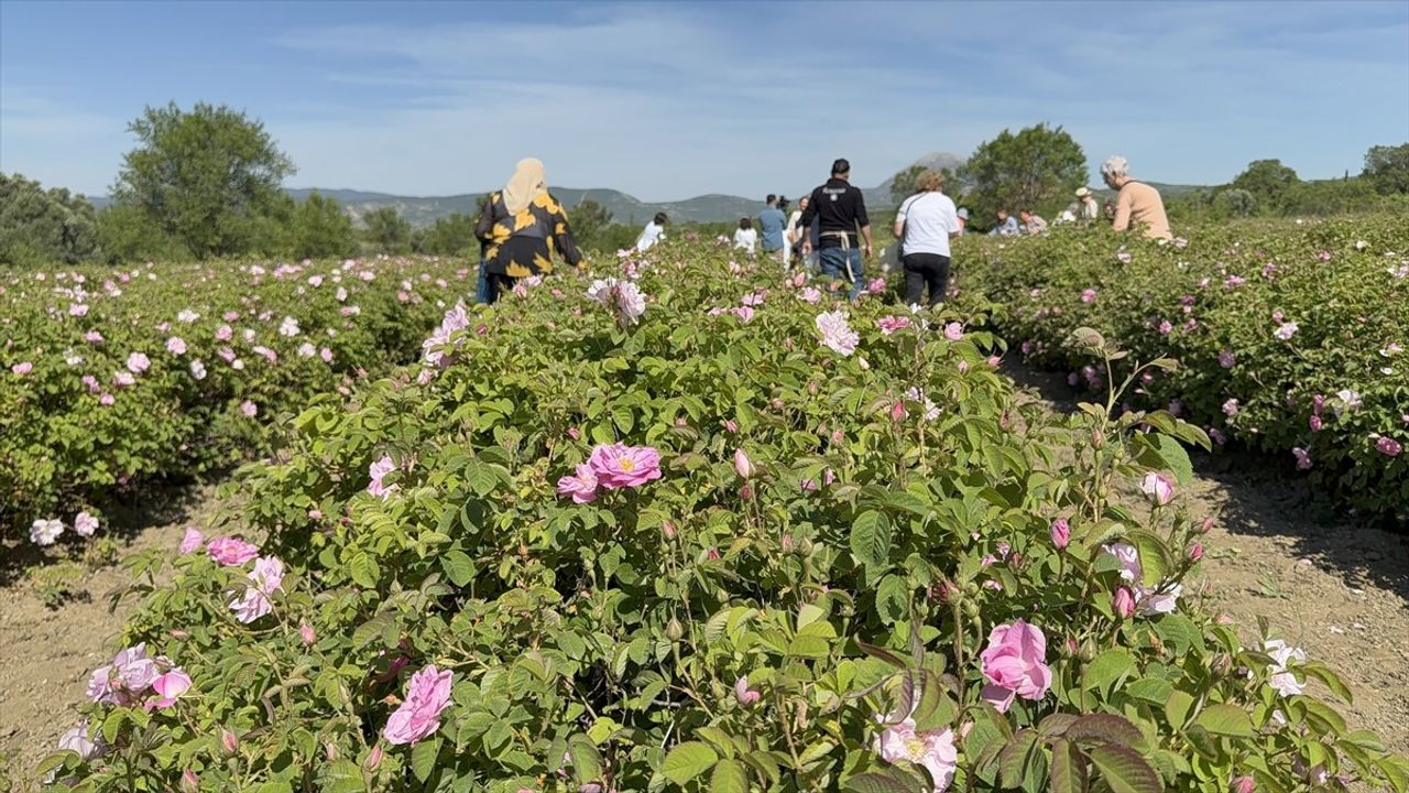 Isparta'da Gül Hasadı Başladı