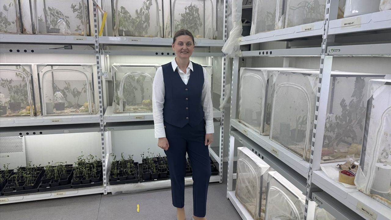 Samsun'da Biyolojik Mücadele ile Kahverengi Kokarca Korkusu Azalacak