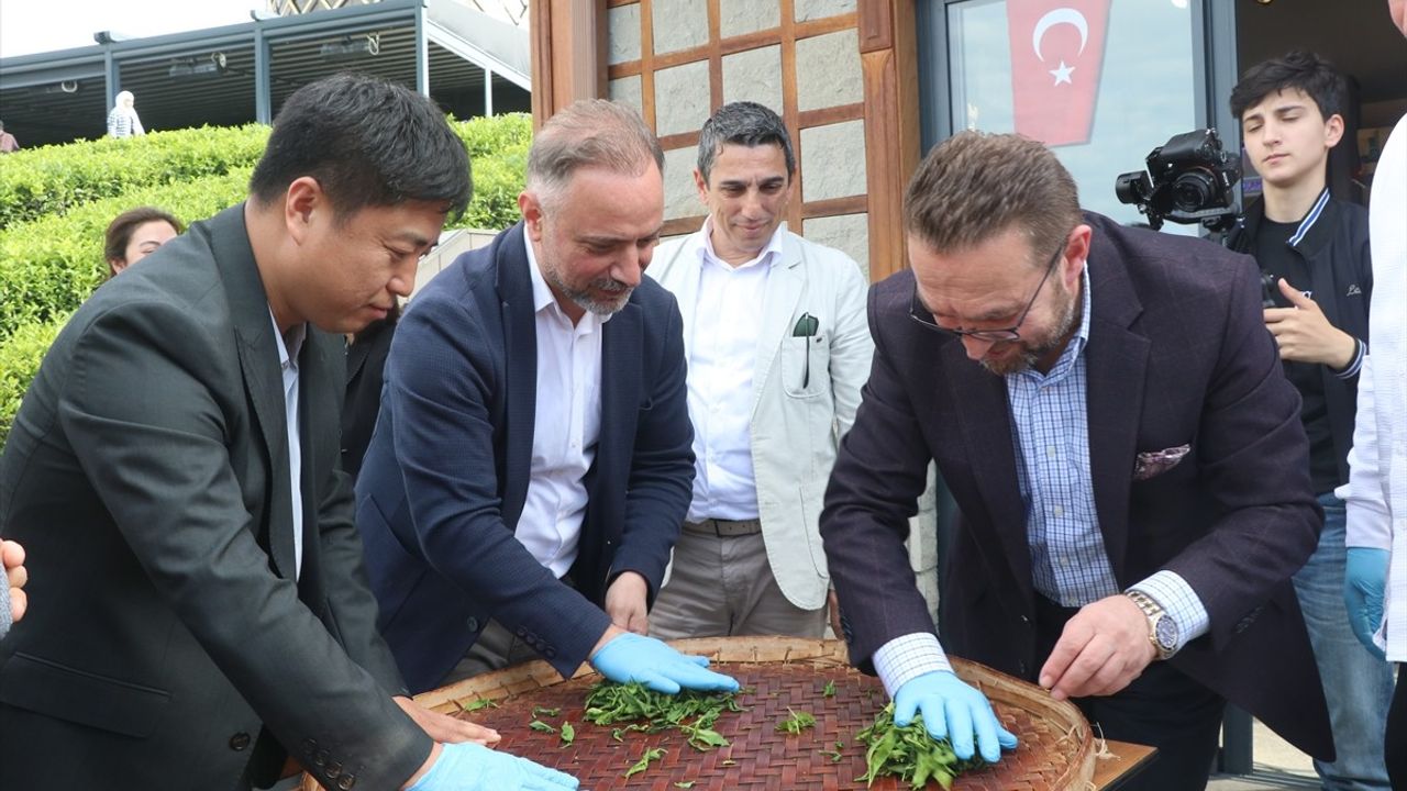 Uluslararası Çay Günü'nde Rize'de Geleneksel Çay Toplama Etkinliği