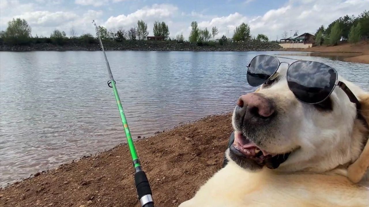 Yozgat'ın Sevimli Kahramanı: Emekli İz Takip Köpeği Dost