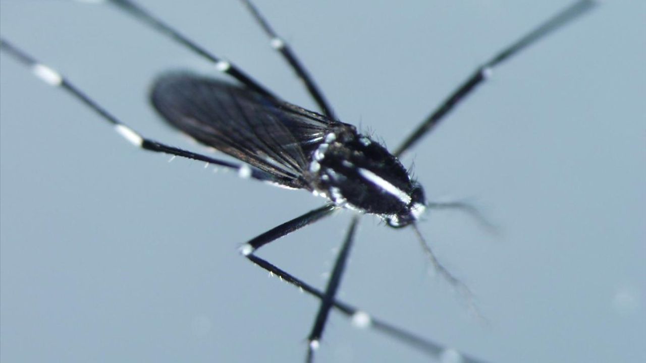 Asya Kaplan Sivrisineğinde Virüs Negatif, Takip ve İzleme Öneriliyor