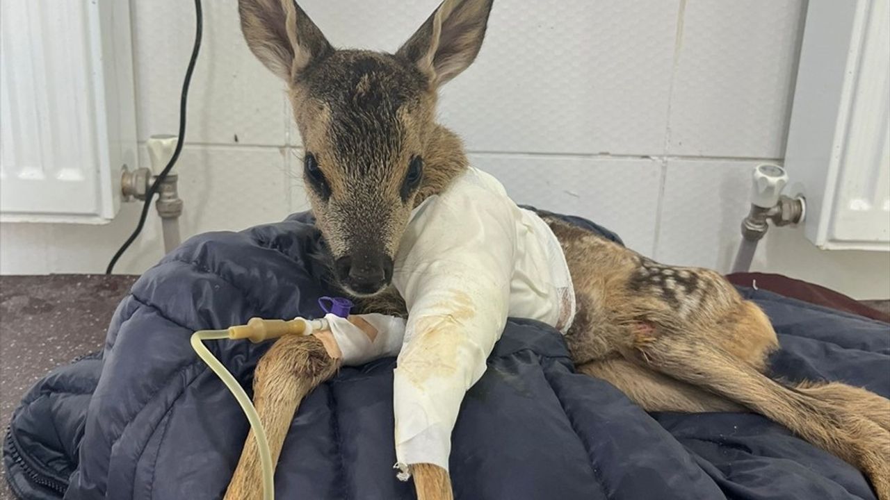 Çankırı'da Yaralı Karaca Yavrusu Tedavi Edildi