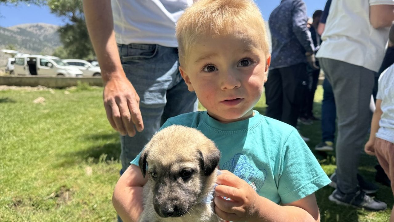 Isparta'da Çoban Köpeği Dağıtımı
