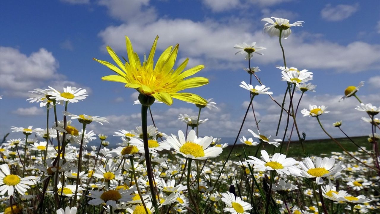 Sarıkamış'ın Mevsimsel Güzellikleri: Kış ve Yaz Arasındaki Dönüşüm