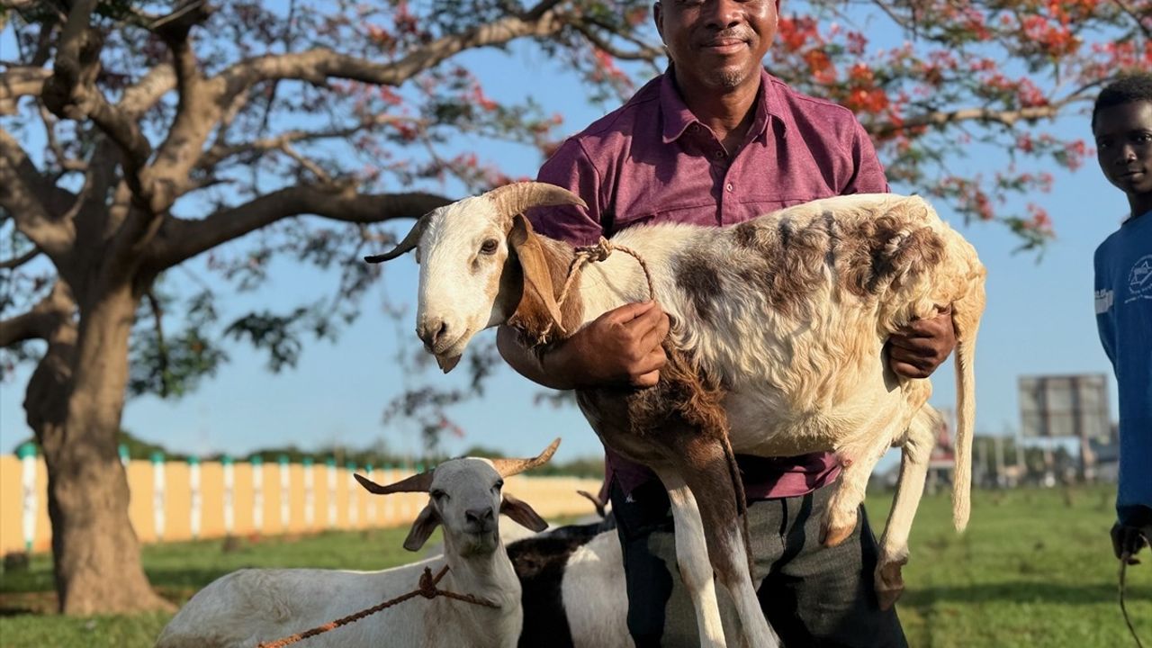Türkiye Diyanet Vakfı, Togo'da 20 Bin Aileye Kurban Eti Dağıtacak