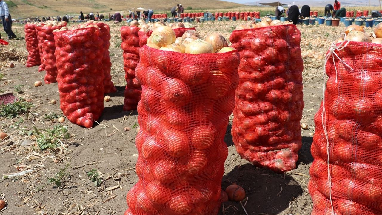 Amasya'da Kuru Soğan Hasadı Başladı
