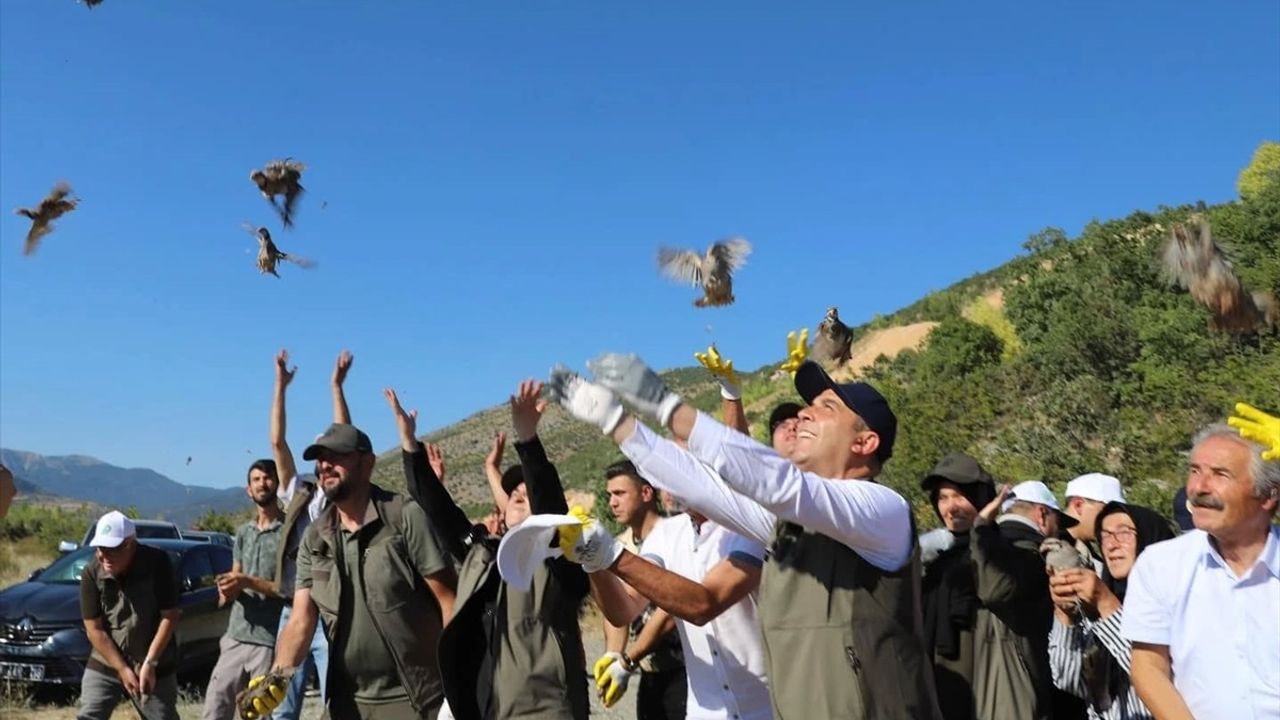 Çankırı'da 600 Kınalı Keklik Doğaya Salındı