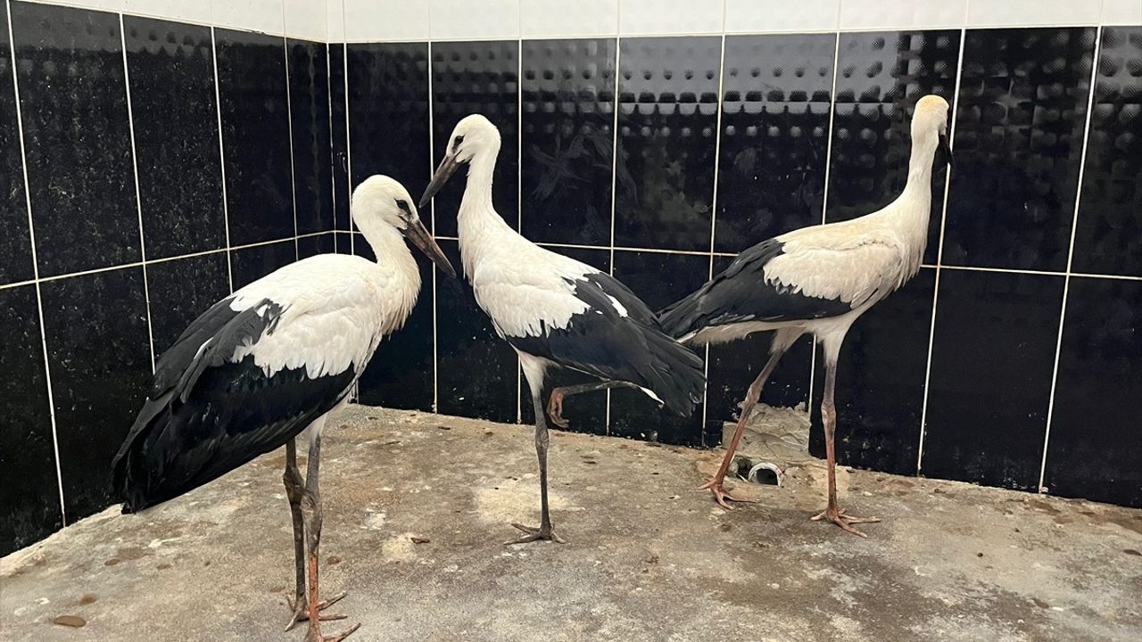 Erzurum'da Yaralı Leylek Yavruları Kurtarıldı