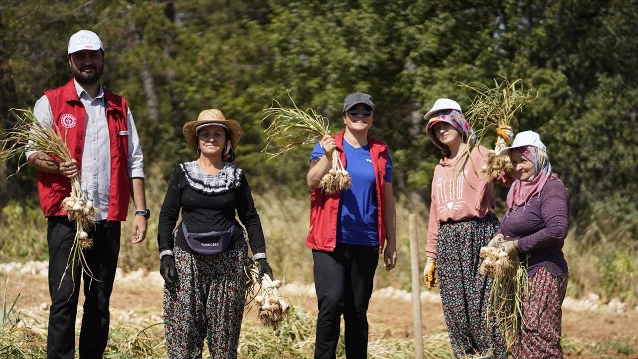 Gönüllü Gençler Tarımda Hasat Etkinliklerine Katılıyor