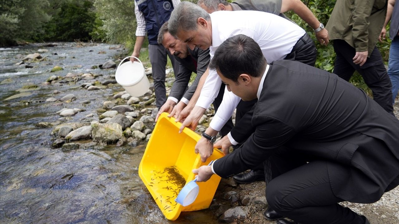 Gümüşhane'de 10 Bin Alabalık Yavrusu Çit Deresi'ne Salındı