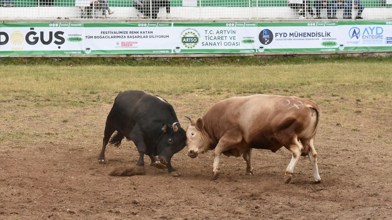 Kafkasör Festivali Boğa Güreşleriyle Devam Ediyor
