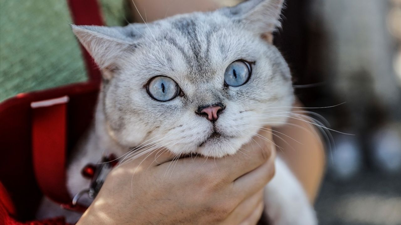 Mersin'de Patili Dostlar Buluşması Hayvanseverleri Bir Araya Getirdi