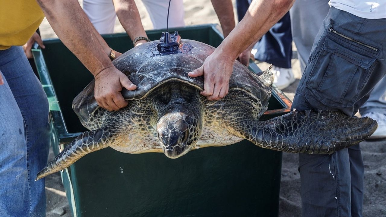 Mersin'de Uydu Takip Cihazı ile İzlenen Yeşil Deniz Kaplumbağası Denize Bırakıldı