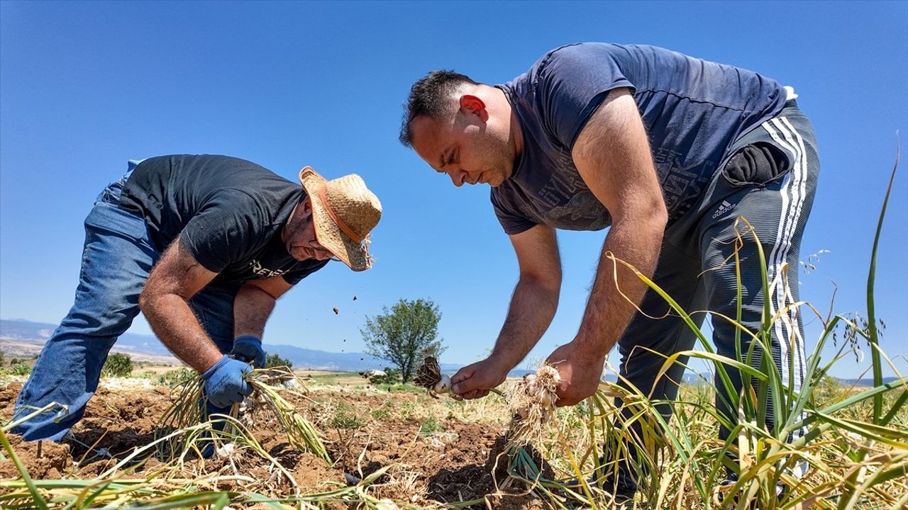 Taşköprü Sarımsağında Hasat Dönemi