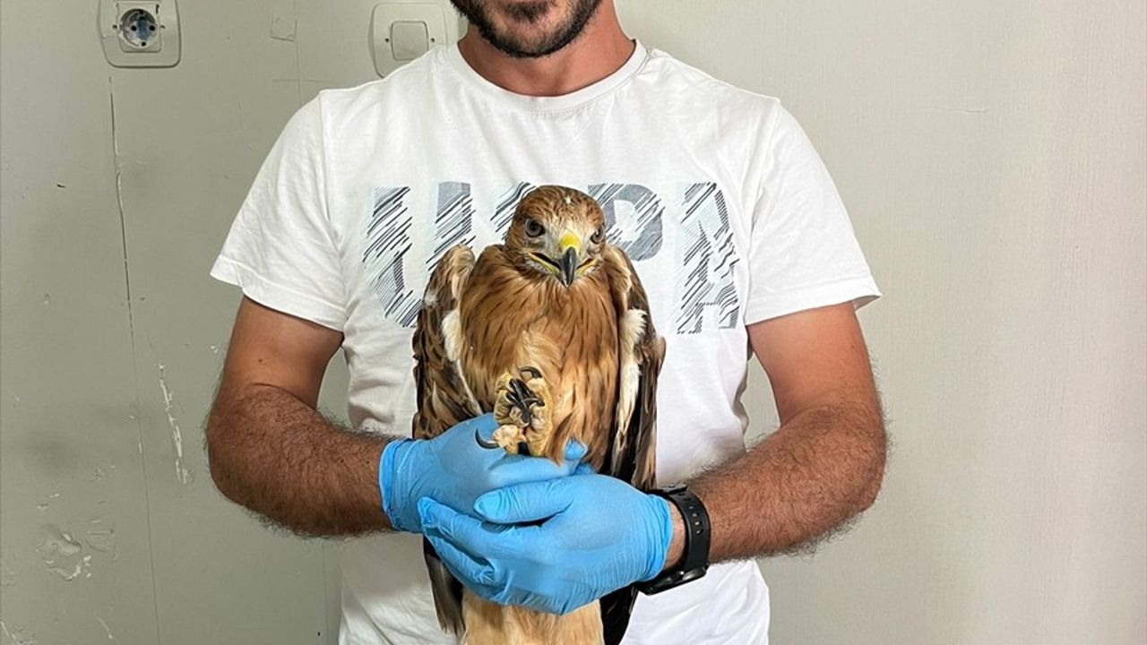 Yaralı Şahin Erzurum'da Doğaya Salındı