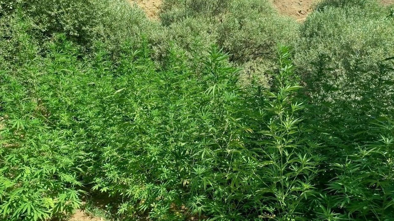 Bingöl'de 1040 Kök Hint Keneviri Ele Geçirildi