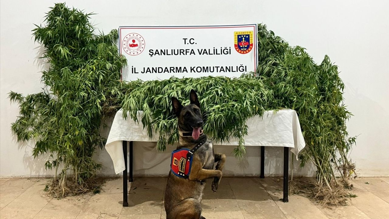 Şanlıurfa'da Uyuşturucu Operasyonu: 12 Gözaltı