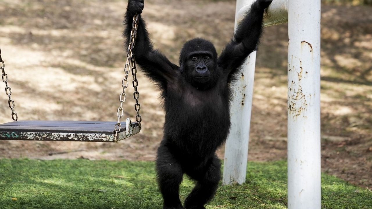 Zeytin'in Nijerya'ya Dönüş Hazırlıkları Tamamlanıyor