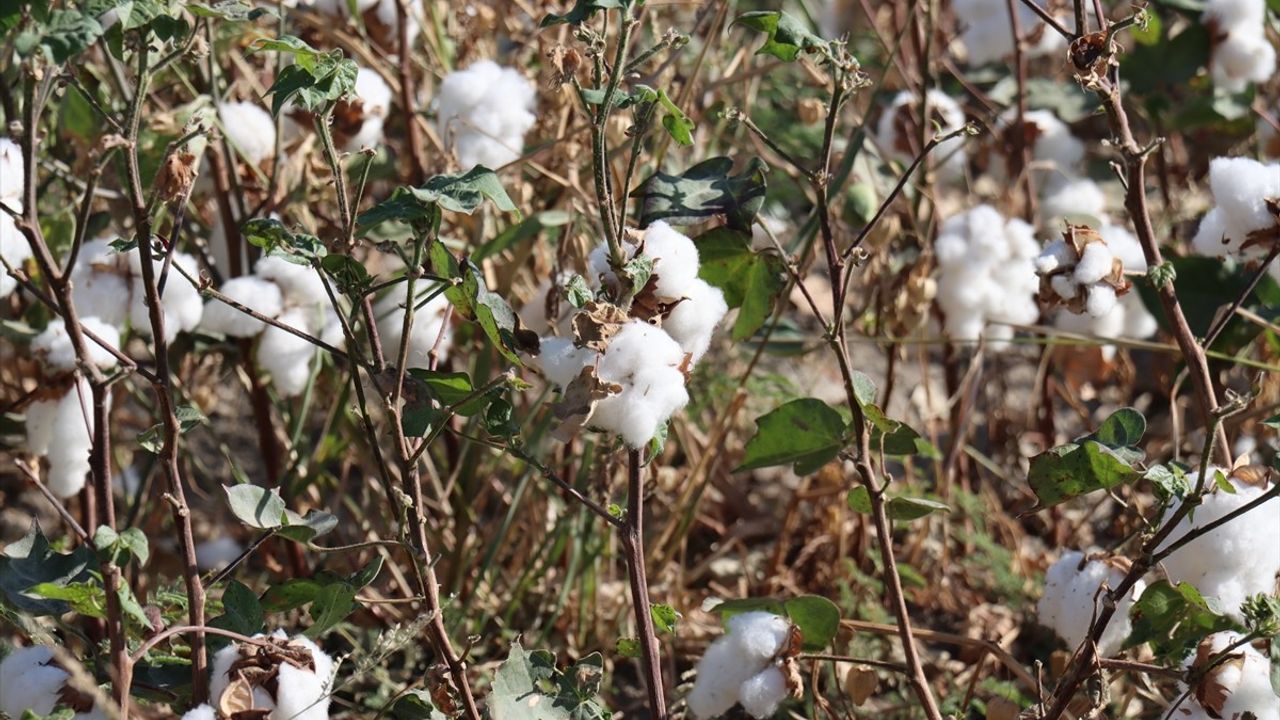 Hatay'da Pamuk Hasadı Başladı