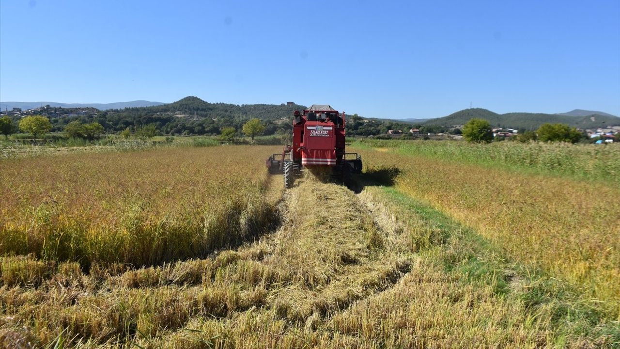 Sinop'ta Çeltik Hasadı Başladı