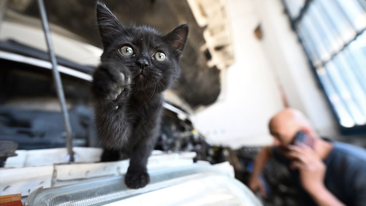 Tamirhanede Yeni Bir Masot: Çırak
