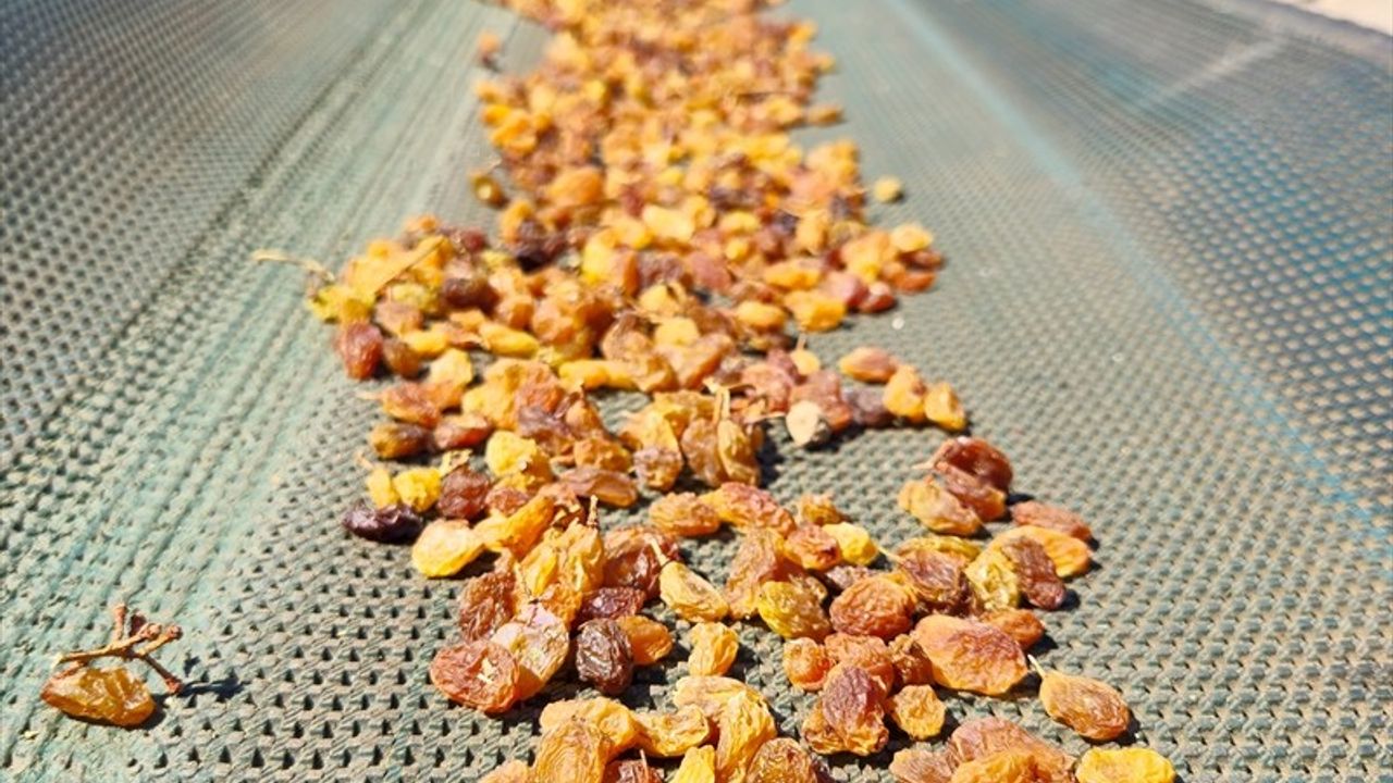 Türkiye Kuru Üzüm İhracatında Tarihi Rekor Kırdı