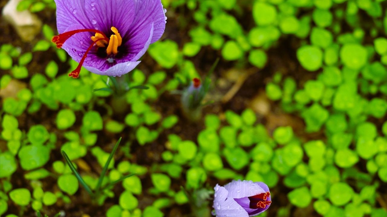 9. Safran Festivali Karabük'te Coşkuyla Tamamlandı