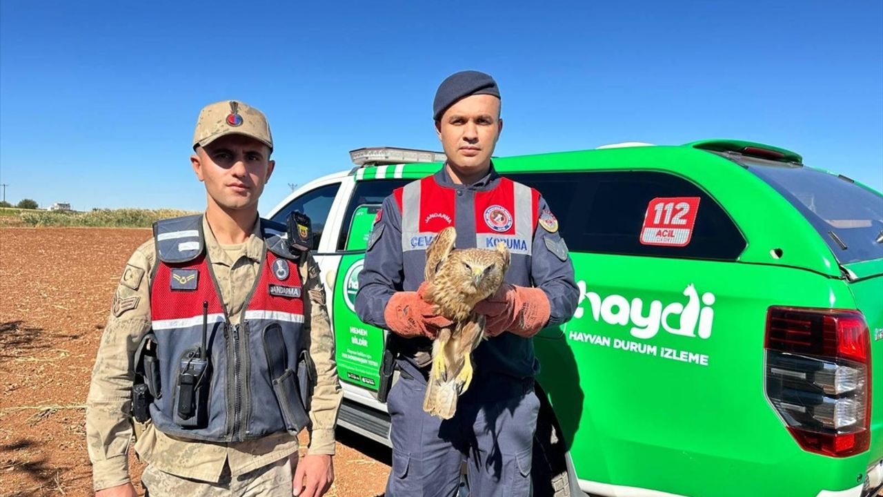 Kilis'te Yaralı Kızıl Şahin Koruma Altına Alındı