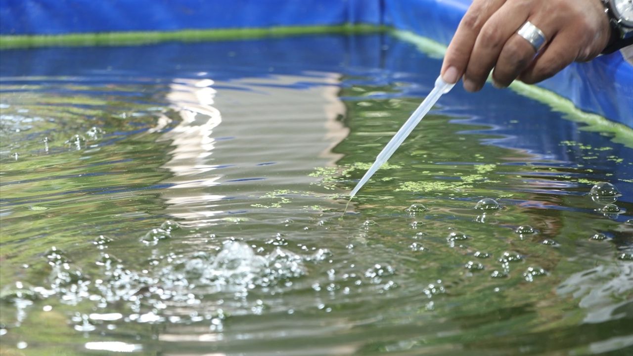 Su Mercimeği ile Balık Gübresi: Topraksız Tarımda Yenilikçi Uygulamalar