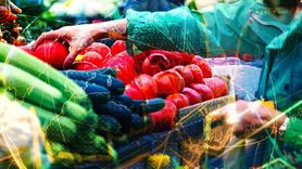 Zam Yağmuru Geliyor: Dolar ve Avro Rekor Kırdı, Motorin ve Gıda Ürünlerine Zam Geldi