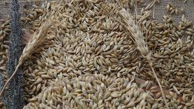 Şanlıurfa'da Buğday, Arpa, Mısır, Fıstık ve Pamuk Fiyatları