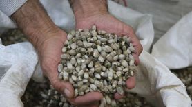 Hakkari Dağlarında Yetişen Kenger Bitkisi Ekonomiye Katkı Sağlıyor