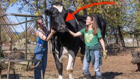 Dünyanın En Uzun Öküzü Olabilecek Romeo