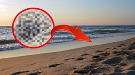 Sahile Giden Şaşkına Döndü! Okyanusun 600 Metre Derininde Yaşıyordu...