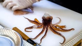 Güney Kore'de Canlı Ahtapot Yemeği Sonucunda 82 Yaşındaki Adam Hayatını Kaybetti