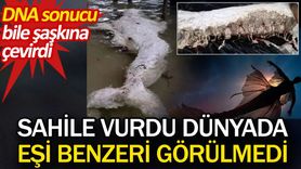 Papua Yeni Gine'de Sahile Vuran Tuhaf Yaratık DNA Sonucu Şaşkınlık Yarattı