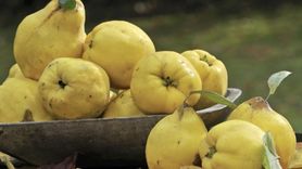 Ayva Kabuğu Çayının Sağlığa Faydaları