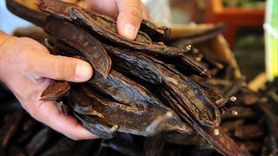 Keçiboynuzu ve Sağlık Faydaları