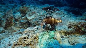 Dünyanın En Eski Ticaret Gemisi Batığında Heyecan Verici Kazı Çalışmaları